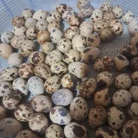 تخم بلدرچین نطفه و خوراکی