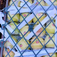 نیروی نگهبانی جهت کار در سردخانه