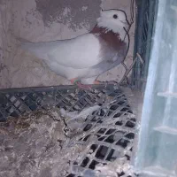 کبوتر