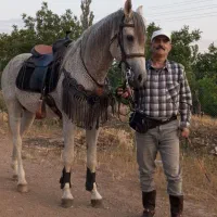 کشش نریون عرب درشت و زیبا