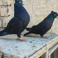 کفتر پرشی هم مسافتی
