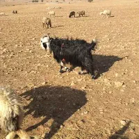 دوبر روزگاری ۴رون جلو رو