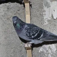کفتر سبز سوسنی کوهی|پرنده|شیراز, تحویلی|دیوار