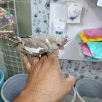 جوجه سرلاکی