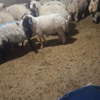 گوسفند مغان