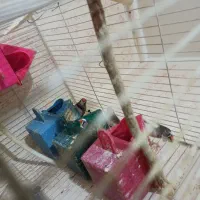 فنچ|پرنده|مشهد, حضرت حجت|دیوار