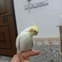 عروس طوطی لوتینو ماده بالغ کاملا دستی