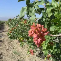 افزایش تناژ باردهی با کود ارگانیک آلی