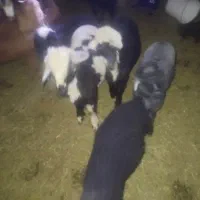 6 عدد بره 1 کهره|حیوانات مزرعه|داراب, |دیوار