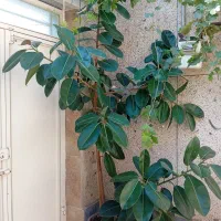 گل طبیعی فیکوس درابعاد بزرگ|گل و گیاه طبیعی|آذرشهر, |دیوار