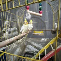 جفت عروس هلندی مولد