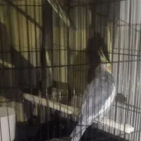 معاوضه عروس