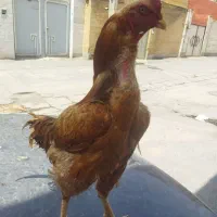خروس لاری