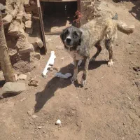 سگ گله