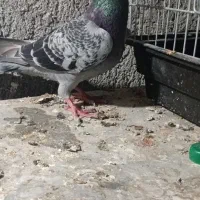 کبوتر پلاکی|حیوانات|بندر کنگان, |دیوار