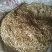 اسب قوی وخیلی چابک سرحال با کاه دسته گندم|اسب و تجهیزات اسبسواری|گلی داغ, |دیوار