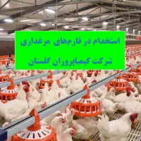استخدام سرشیفت و سالندار مرغداری در شرکت کیمیاپرور