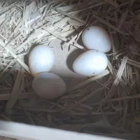 جفت عروس لوتینو رویه تخم|پرنده|صحنه, |دیوار