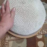 سنگ دریایی بزرگ