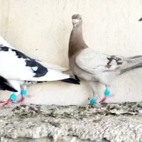 دسته کبوتر پلاکی سوسنی نقره ای ابلغ سیاه