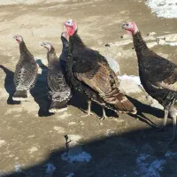 دوعددبوقلموننر|حیوانات مزرعه|چالدران, |دیوار