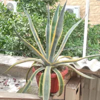 گل اگوا برگ خنجری