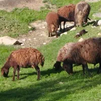 گوسفند کشتاری
