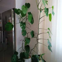 گل‌های زیبا و شاداب|گل و گیاه طبیعی|بجنورد, |دیوار