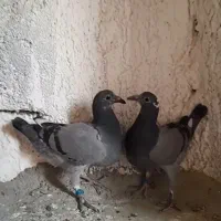 پلاکی ، مسافتی با جوجه|پرنده|قم, جاده معدن|دیوار