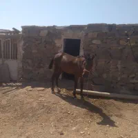 اسب ۱۵ماه|اسب و تجهیزات اسب‌سواری|مشهد, پنجتن|دیوار
