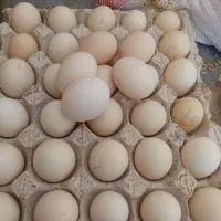 تخم نطفه دار گلین