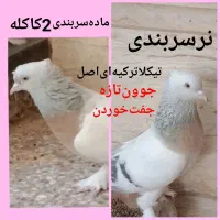 هوا‌نمیکنم‌باید‌تکیلا‌شناس‌باشی