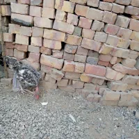 خروس گردن لخت|حیوانات مزرعه|ایرانشهر, |دیوار