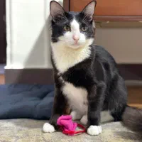 گربه نژاد ترکیبی dhs و گربه ی مو بلند|گربه|رشت, لاکانی|دیوار