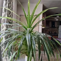 گل پاندانوس