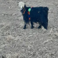 چپش|حیوانات مزرعه|لاران, |دیوار