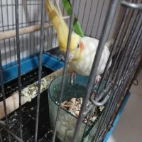 ۲عدد عروس هلندی