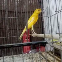 قناری طلایی نر