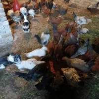 بوقلمون .مرغ و خروس