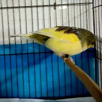 قناری گلاستر نر و ماده|پرنده|اردبیل, |دیوار