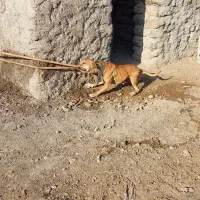 واگذاری سگ خراسانی پژدر سرابی آلابای ژرمن پیتبول|سگ|نوده خاندوز, |دیوار