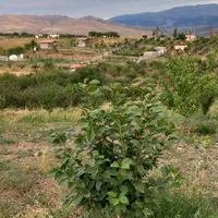 فروش ۵۰۰ متری باغ درجاده اهر مشگین|فروش دفتر صنعتی، کشاورزی، تجاری|فندقلو, |دیوار