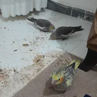 ۲عدد عروس خونگی میزون|پرنده|رشت, پاستوریزه|دیوار