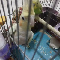 انواع پرنده|پرنده|ماکو, |دیوار