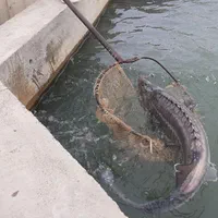 اجراء استخرهای بلوکی و بتنی پرورش ماهی