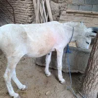 الاغ نر