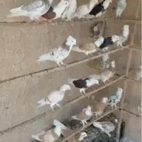 کفتر پرشی بشرط بالای هفت ساعت