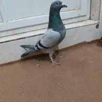نر پلاکی|پرنده|اردکان, |دیوار