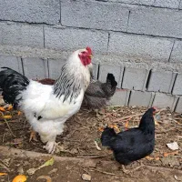خروس برهما لایت