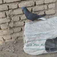 دم سفید ماده|پرنده|دزفول, |دیوار